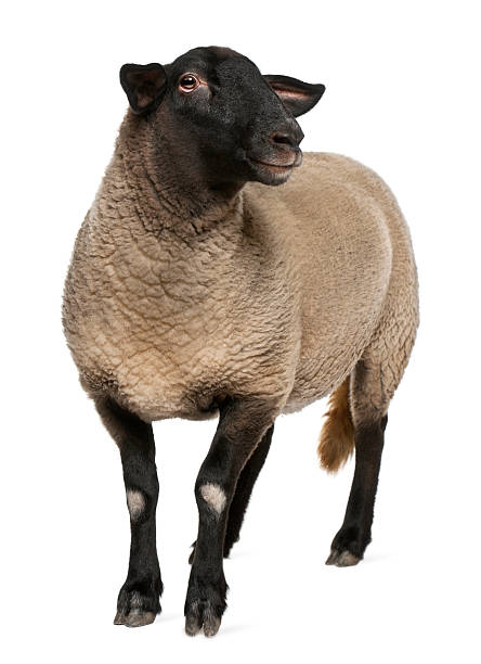 istock Female Suffolk sheep, Ovis aries, 2 years old, standing 136623829