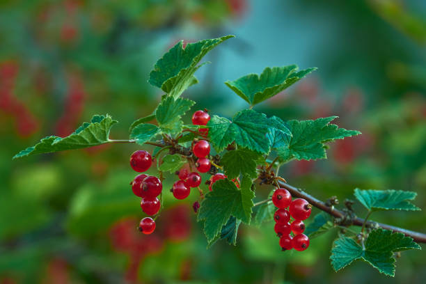 istock Ripe red currants in the garden. 1366238869