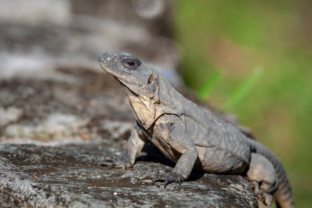 istock The iguana is a genus of herbivorous lizards. 1366238920