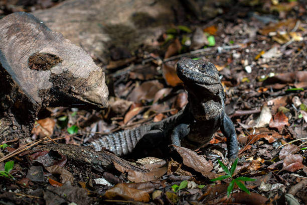 istock The iguana is a genus of herbivorous lizards. 1366238923
