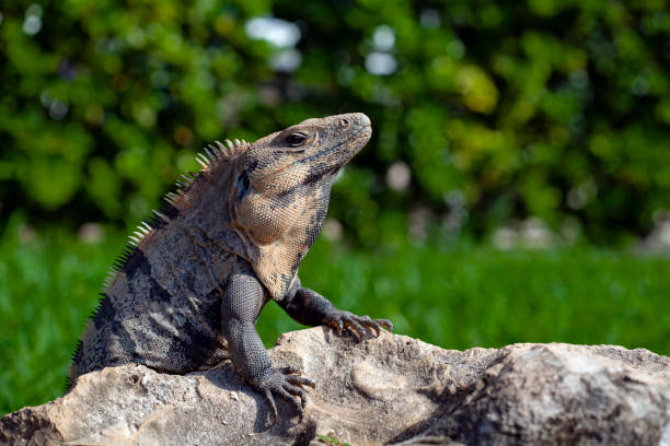 istock The iguana is a genus of herbivorous lizards. 1366238944