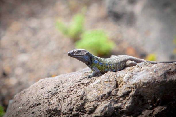 istock Gallotia galloti - (wall lizard) 1366238983