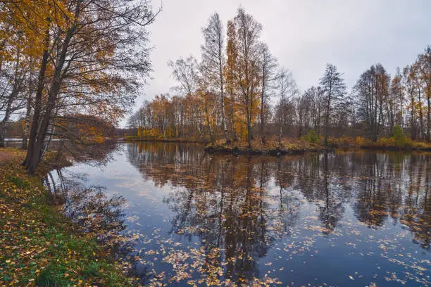 Golden autumn in the park: colorful fallen leaves in the water, pond, Sestroretsk, Dubki.