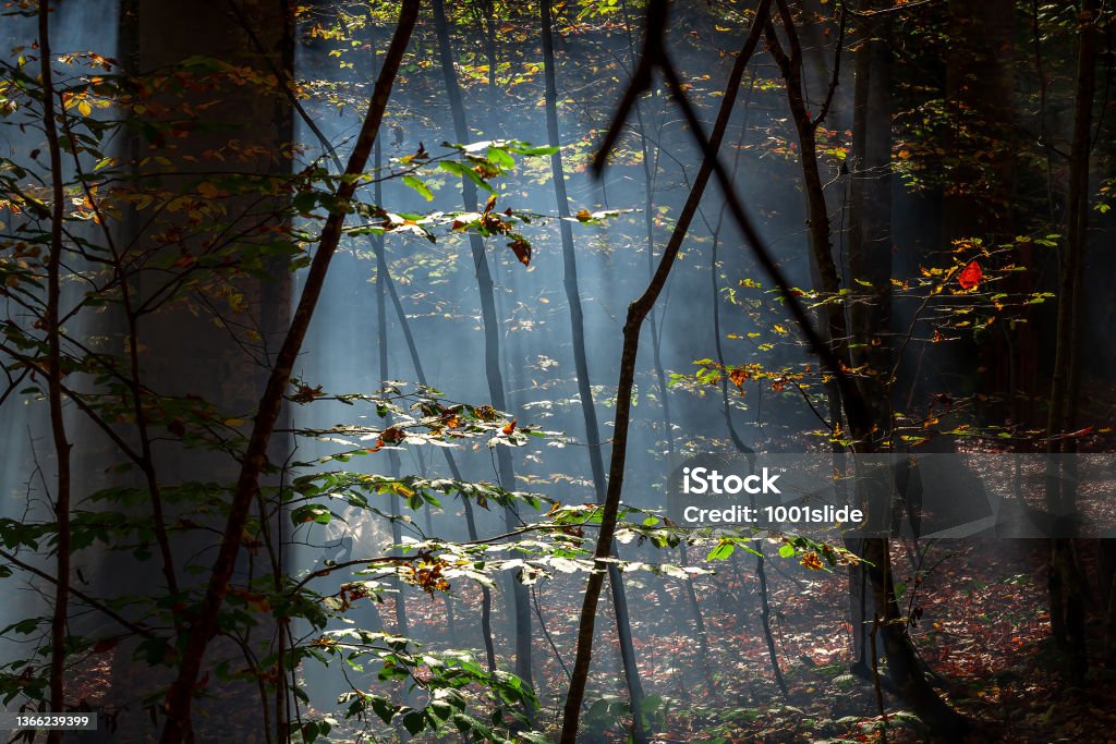 Smoke on the Park at Camping Area in Autumn Smoke on the Park at Camping Area in Autumn. Autumn at Yedi Goller (Seven Lakes ) national park Bolu Turkey Autumn Stock Photo