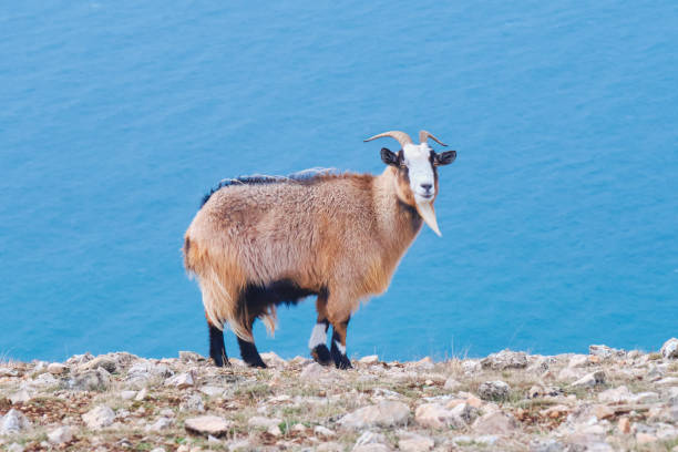 istock Portrait of wild goat. 1366239947