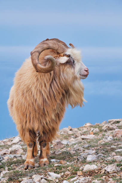 istock Portrait of wild goat. 1366239989