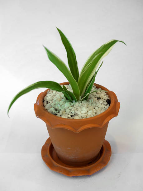 istock Close-up of small tree in brown pot 1366240011