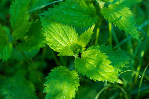 Stinging nettle growing outdoors in sunny spring day.