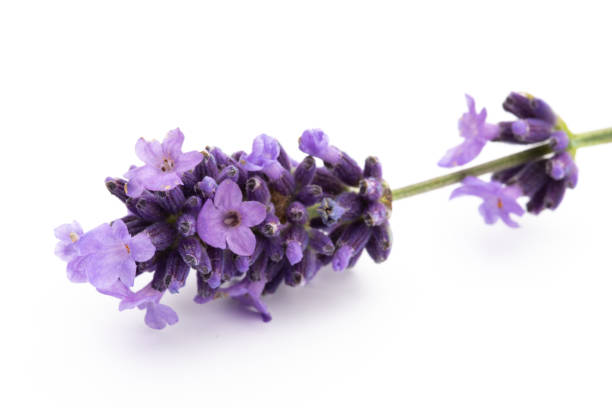istock Lavender flowers on a white background. 1366240129