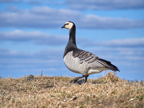 Barnacle goose on the island of Suomenlinna in spring on a wonderful calm sunny day.