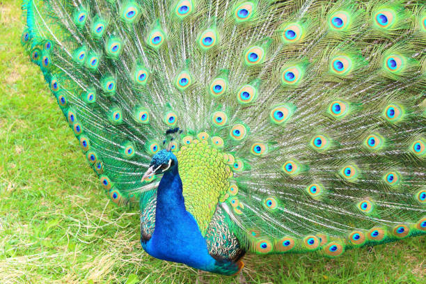 istock A beautiful peacock with an opening tail. Close-up. Background. 1366244283