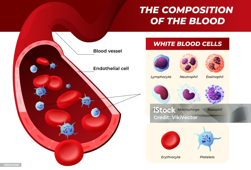 Blood medical infographic isometric vector illustration. Educational medicine anatomical poster Blood medical infographic isometric vector illustration. Educational medicine anatomical poster artery biology cells circulation scheme isolated. Cardiology diagram science research vascular system Blood stock vector