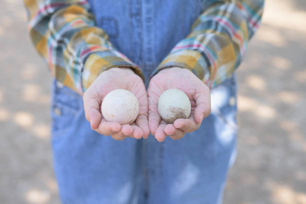 Duck egg in the farm, Agricultural occupation the Duck farm