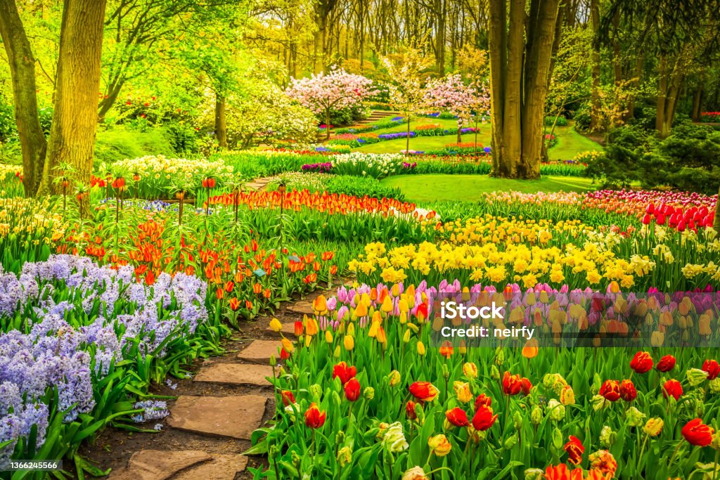 Formal spring garden Colourful Tulips Flowerbeds and Stone Path in an Spring Formal Garden Tulip Stock Photo