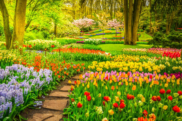 Formal spring garden Colourful Tulips Flowerbeds and Stone Path in an Spring Formal Garden grape hyacinth photos stock pictures, royalty-free photos & images