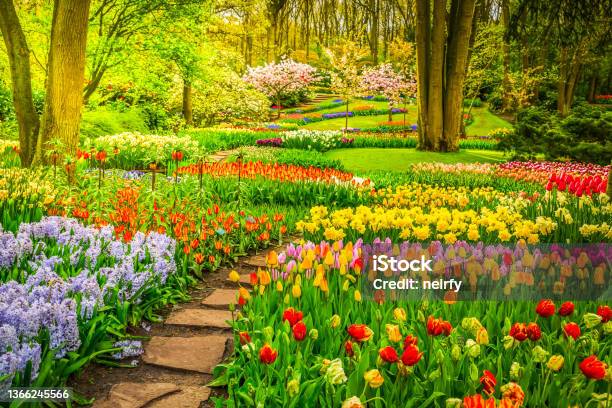 Formal Spring Garden Stock Photo - Download Image Now - Tulip, Daffodil, Agricultural Field