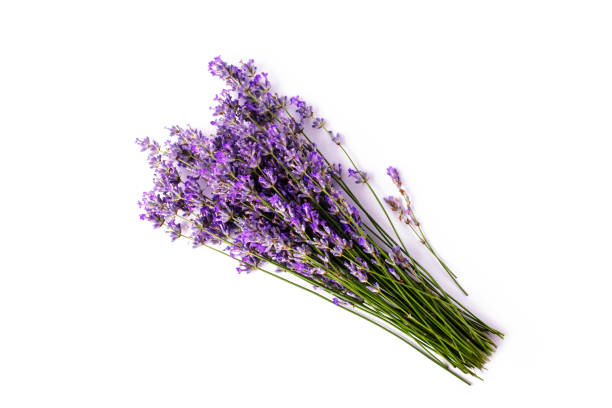 istock A bunch of blooming lavender on a white isolated background. 1366246892