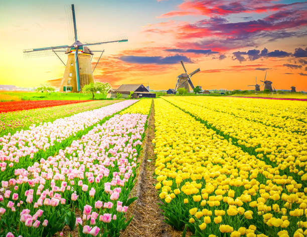istock dutch windmill over tulips field 1366247000