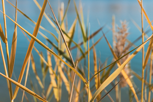 Reed grass and sedge in pond with reflection, selective focus