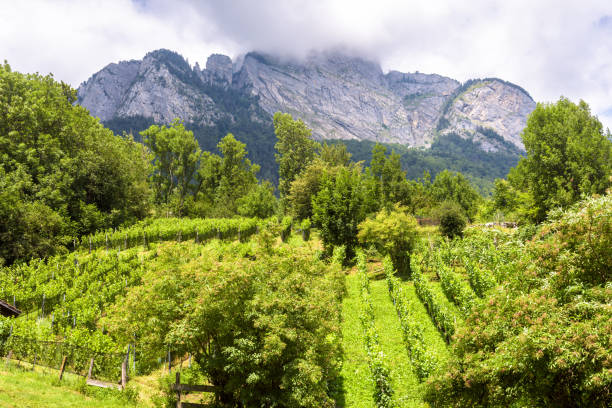 istock Landscape with vineyard and mountain, Switzerland 1366249528