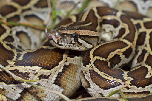 Close up of burmese python  snake or python molurus bivittatus