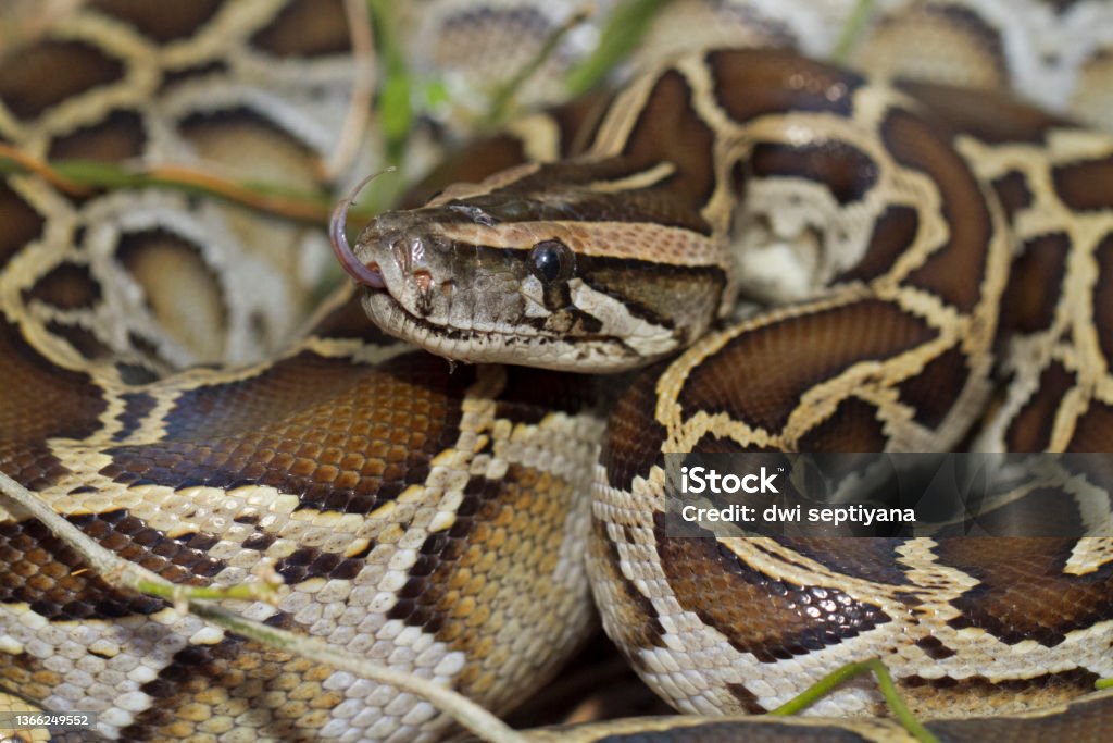 premium photo | snake burmese python molurus... Burmese Python Molurus Bivittatus Snake Stock Photo - Download Image ...