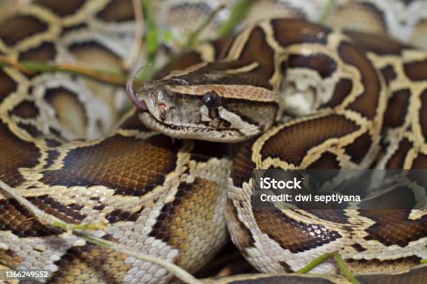 Molurus Burmese Python Molurus Bivittatus Snake Stock Photo - Download Image ...