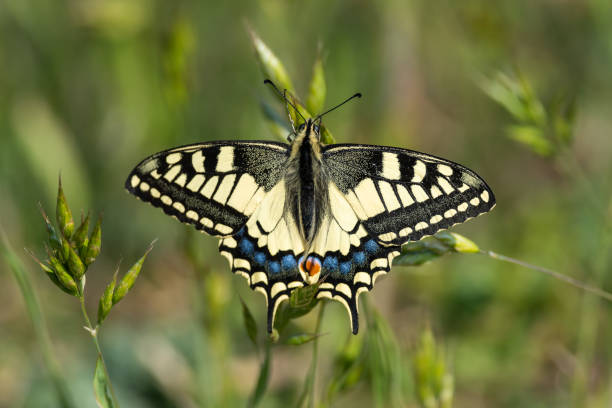 queue d’hirondelle rare sur une fleur - scarce swallowtail photos et images de collection