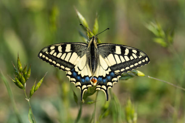 редкий ласточкин хвост на цветке - scarce swallowtail стоковые фото и изображения