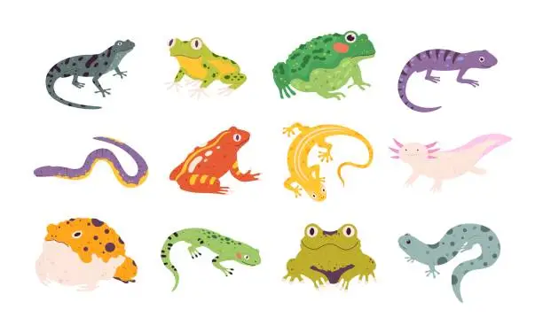 Vector illustration of Cartoon exotic amphibian and reptiles, lizards, newts, toads and frogs. Tropical animals, gecko, triton, salamander and axolotl vector set