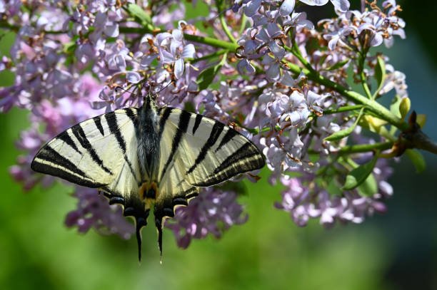 花に希少なツバメテール - scarce swallowtail ストックフォトと画像