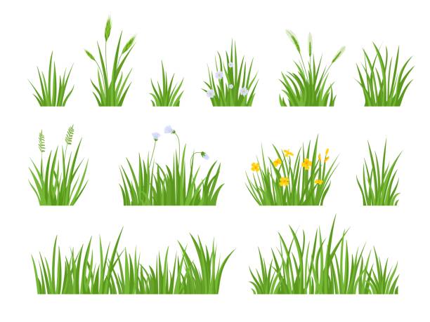 istock Cartoon green meadow grass with flower, herbs and spike ears. Spring garden lawn horizontal borders. Field fresh natural grass vector set 1366250247