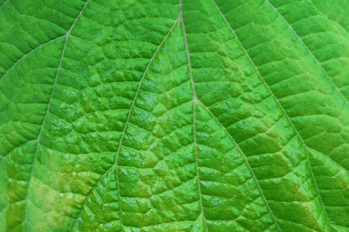 Close up macro detail photo of nature green leaf with drops of water. Macro shot of natural variegated tree leaves with small unique abstract detail and pattern.