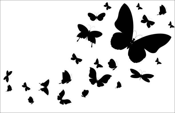 illustrations, cliparts, dessins animés et icônes de silhouette de papillons fond noir sur fond blanc - papillon