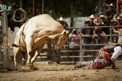 A young bull rider runs from the bull after falling off.