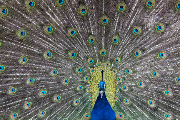 istock Closeup Image of a peacock dancing with its open feathers 1366252242