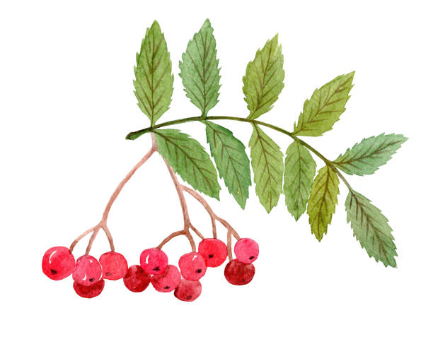 watercolor hand drawn green rowan branch with leaves and berries isolated on white watercolor hand drawn green rowan branch with leaves and berries isolated on white background. rowanberry stock illustrations