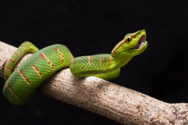 víbora de wagler tropidolaemus wagleri aislada sobre fondo negro - waglers temple viper fotografías e imágenes de stock