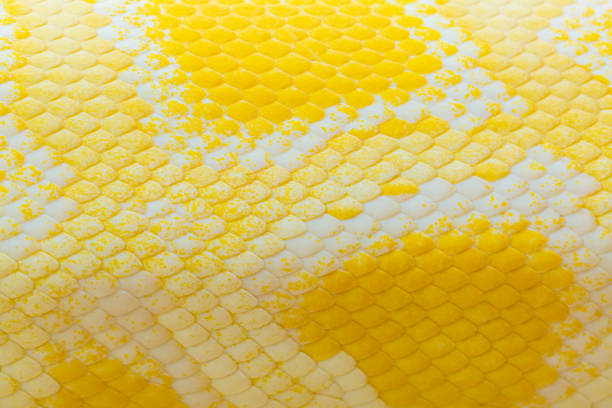istock Golden python scale texture,close up view of golden python (Python bivittatus) skin texture,Scales of a golden python ,Texture. The skin of a live yellow snake with white stripes. Gold reticulated python 1366253708