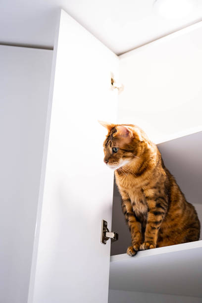 istock Funny ginger cat sitting on shelf. Playful bengal cat looking down from rack. 1366253898
