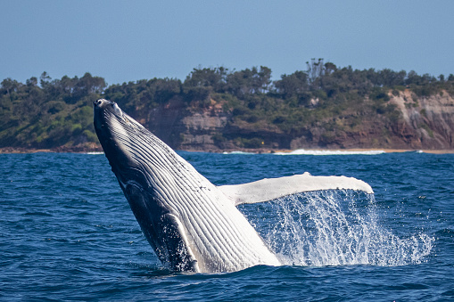 Humpback whale breaches off the coast of the Northern beaches of Sydney, Australia