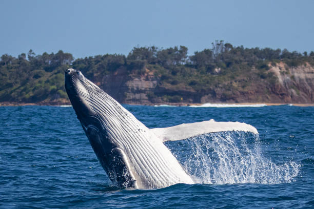 Humpback whale breaches off the coast of the Northern beaches of Sydney, Australia Humpback whale breaches off the coast of the Northern beaches of Sydney, Australia baleen whale stock pictures, royalty-free photos & images