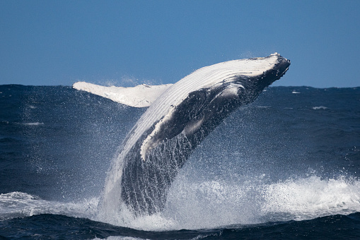Humpback whale calf breaches in windy conditions, Sydney, Australia