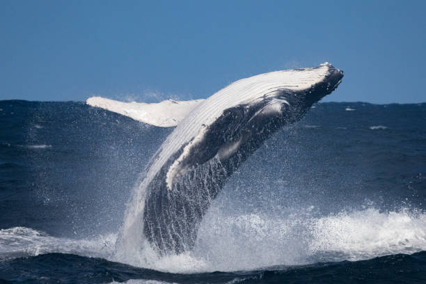 Humpback whale calf breaches in windy conditions, Sydney, Australia Humpback whale calf breaches in windy conditions, Sydney, Australia baleen whale stock pictures, royalty-free photos & images