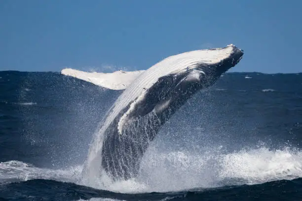 Photo of Humpback whale calf breaches in windy conditions, Sydney, Australia