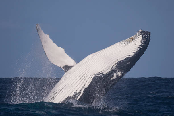 istock Adult humpback breaching in windy conditions 1366254061