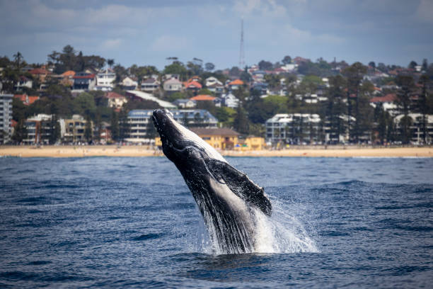 Humpback whale calf breaches off Manly Beach, Sydney. Australia Humpback whale calf breaches off Manly Beach, Sydney. Australia baleen whale stock pictures, royalty-free photos & images