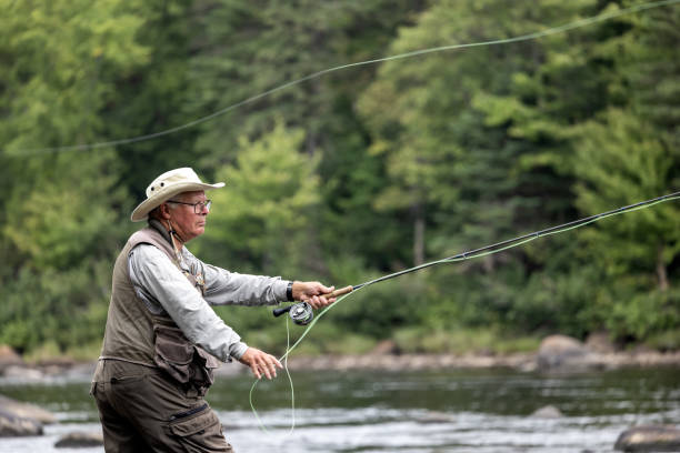 idoso fly-fishing no rio em quebec - rock bass - fotografias e filmes do acervo