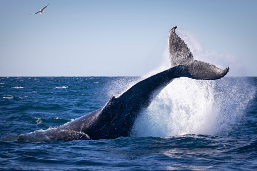Humpback whale tail/peduncle throw , Sydney, Australia