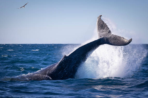 Humpback whale tail throw, Sydney, Australia Humpback whale tail/peduncle throw , Sydney, Australia sea life photos stock pictures, royalty-free photos & images